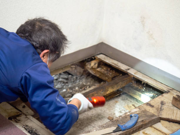 Best Preventive Mold Services in Charter Oak, CA