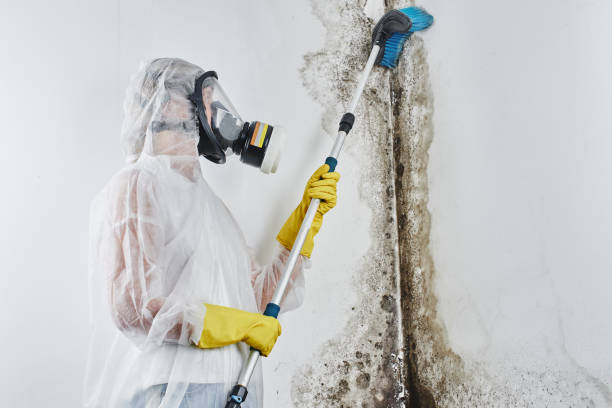Charter Oak, CA Mold Remediation Company