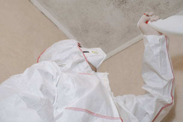 Best Basement Mold Remediation in Charter Oak, CA
